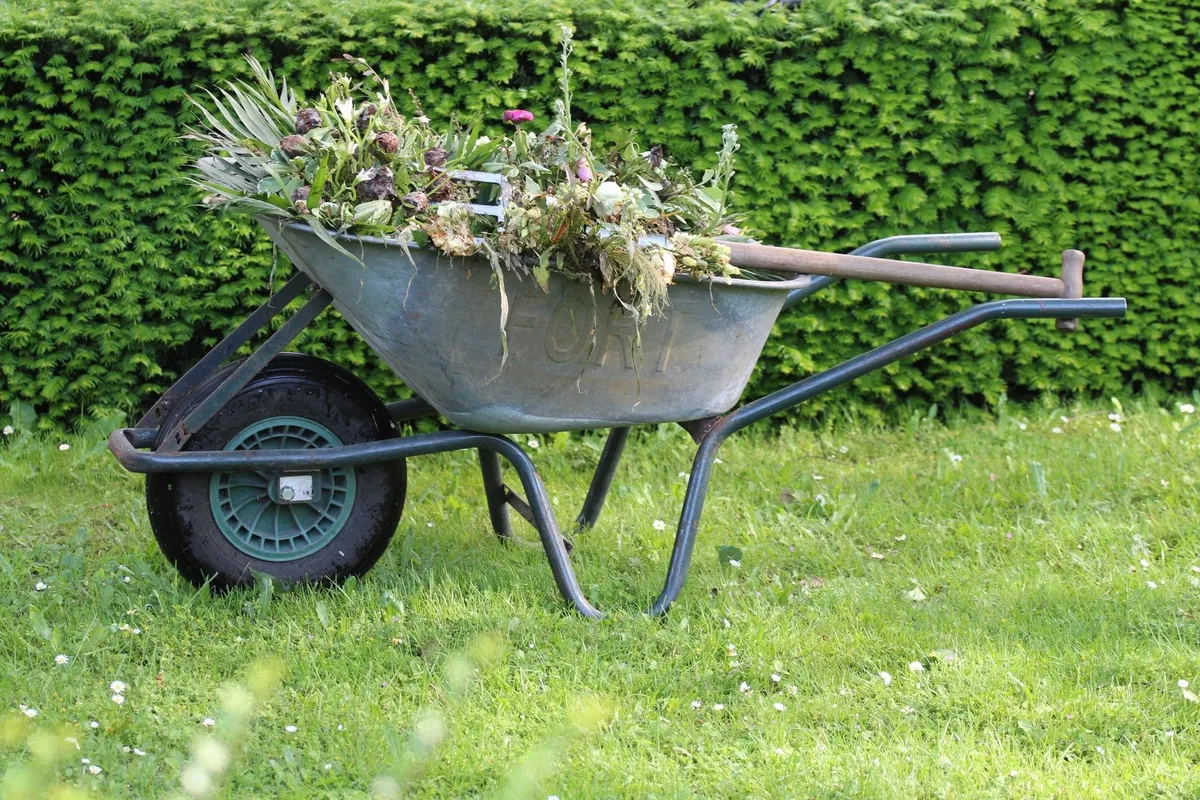 A wheelbarrow filled with garden waste and weeds in a vibrant backyard, highlighting cleanup challenges.